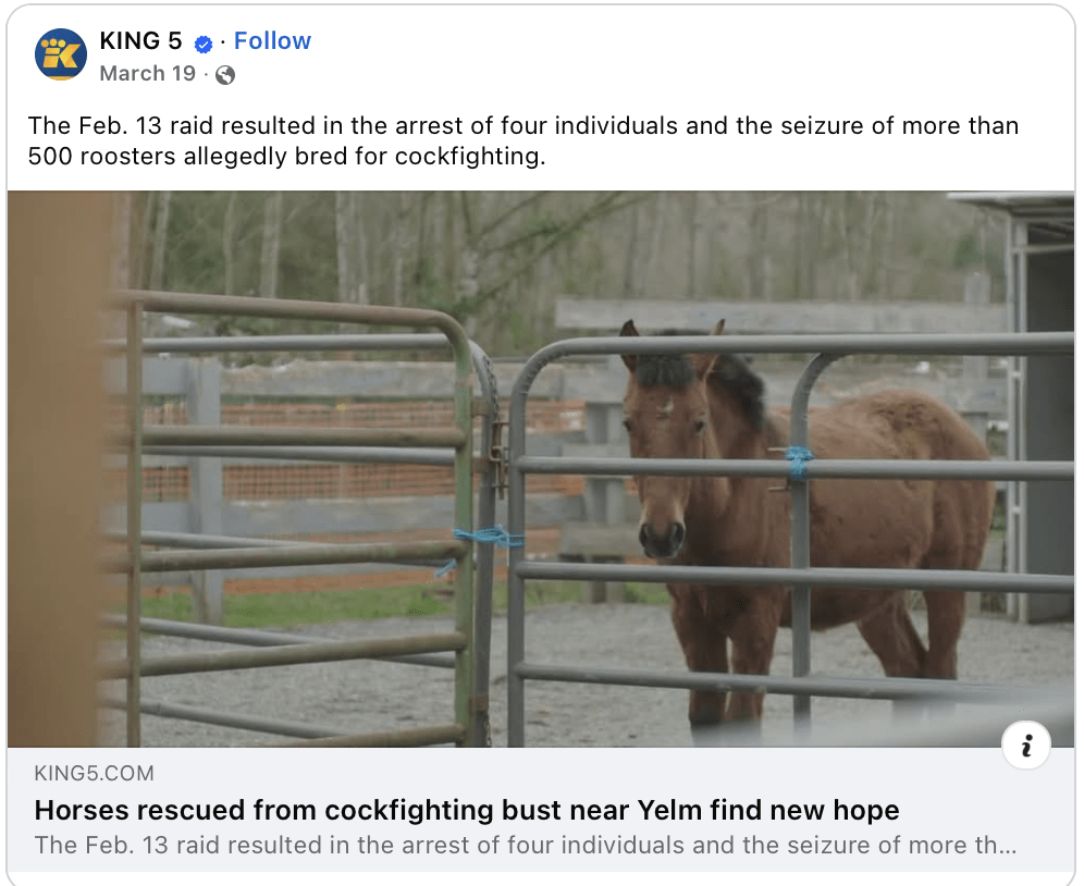 KING‑5 TV: Horses Rescued During Cockfighting Bust Find New Hope